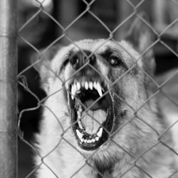 Dog Attack Attorney in Oregon