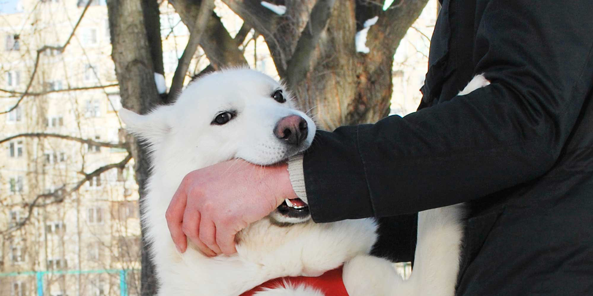 Dog Bite Lawyer Tucson - Lerner & Rowe Injury Attorneys