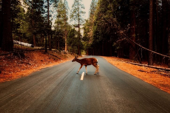 Las Vegas crashes caused by animals