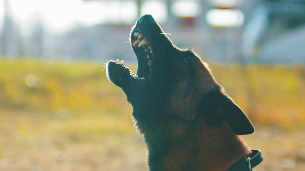 Elgin Dog Bite Lawyer