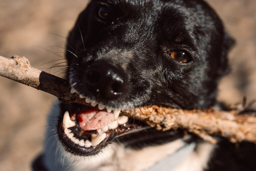 Waukegan Dog Bite Lawyer