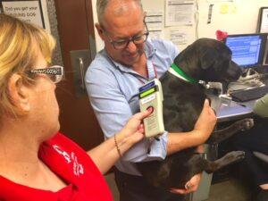 Free Microchips for Adopted Dogs at MCACC