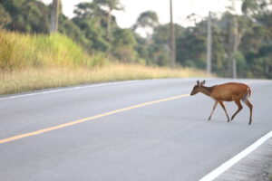 Safety for driving near wildlife