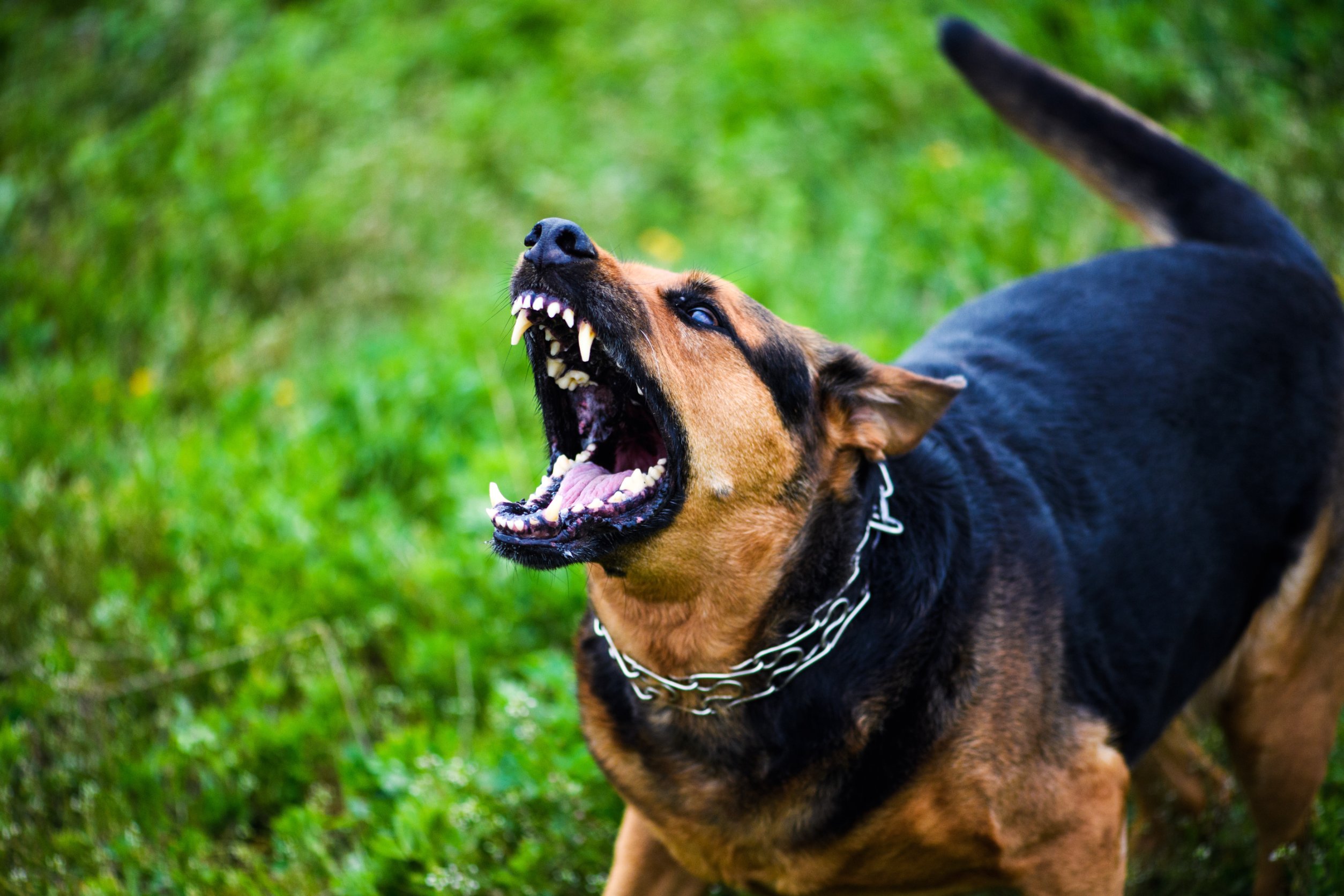 World Rabies Day: Safety Tips From a Dog Bite Injury Lawyer