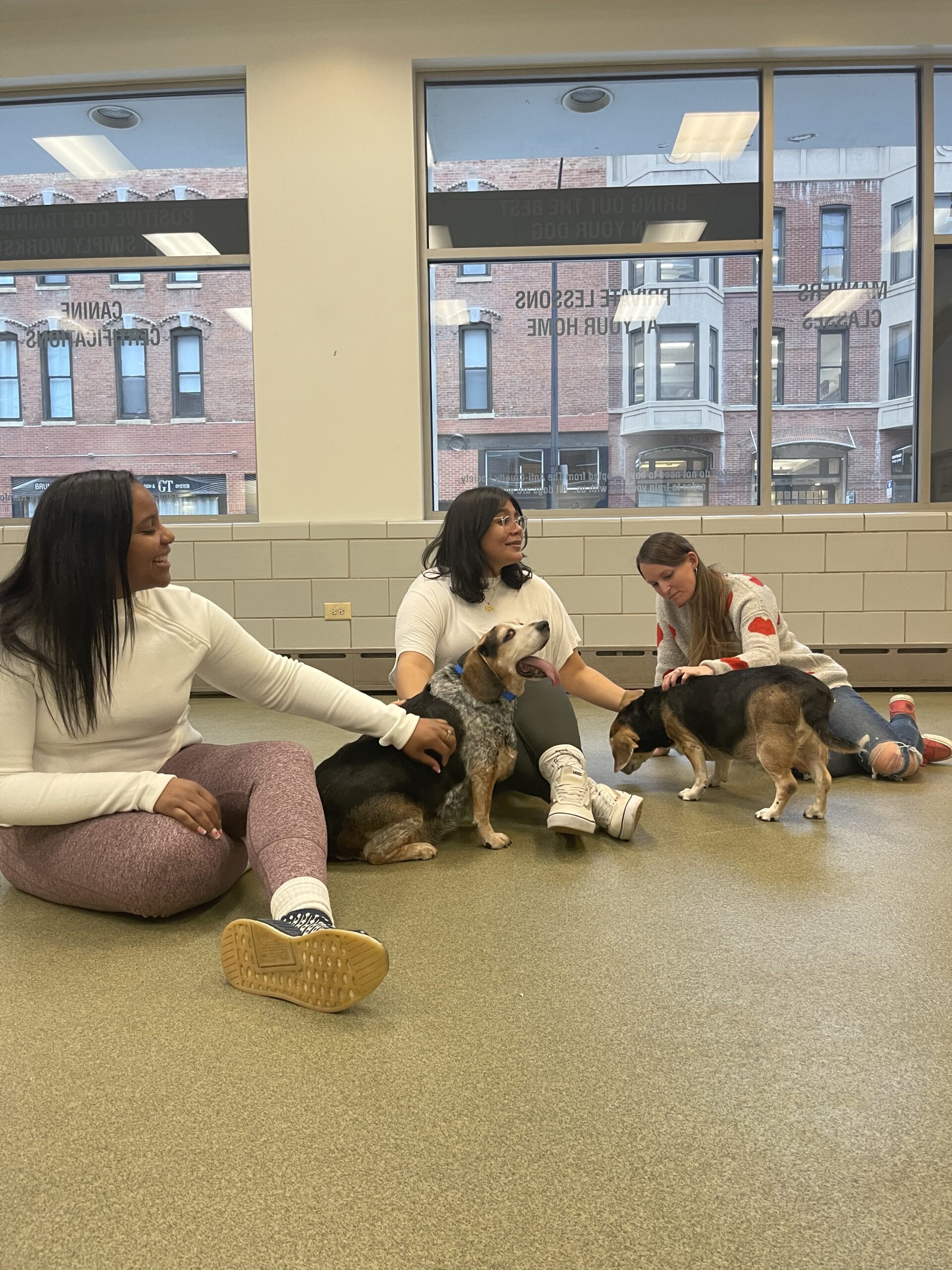 Animal Welfare Day in Chicago