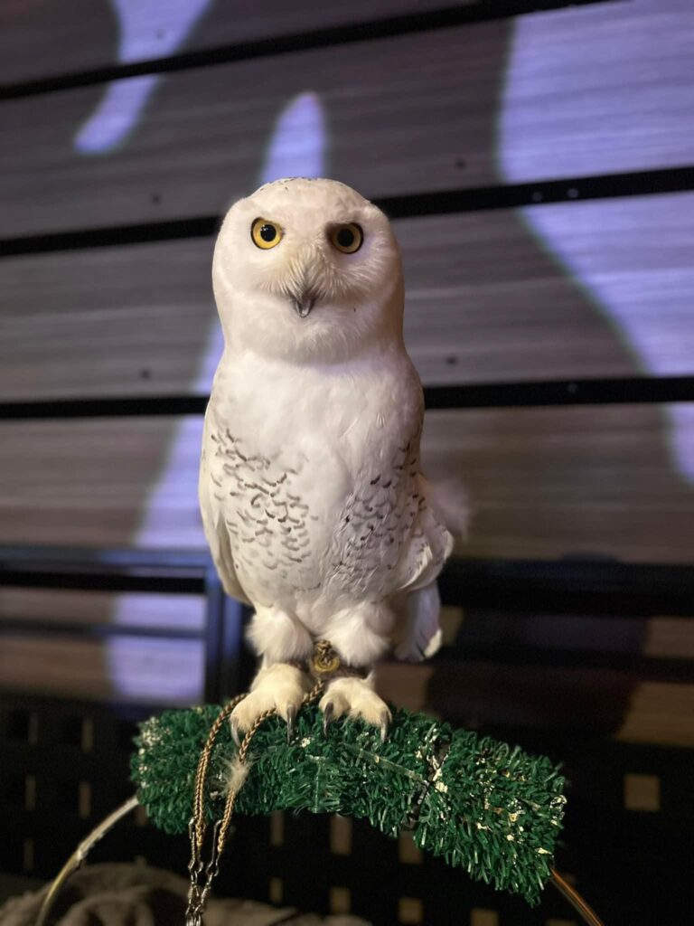 Humane Indiana Gala 2024 with Owl