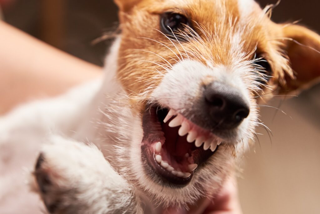 Summerlin Dog Bite Injury Lawyer