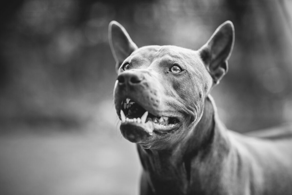 Valparaiso Dog Bite Injury Lawyer