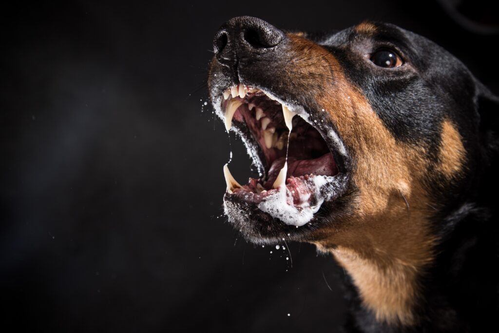 Boulder City Dog Bite Injury Lawyer