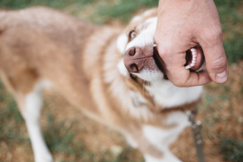 Abogados de lesiones por mordedura de perro en Henderson, Nevada