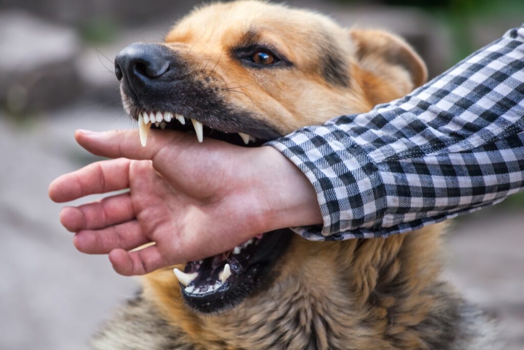 Arrowhead Ranch Dog Bite Injury Lawyer
