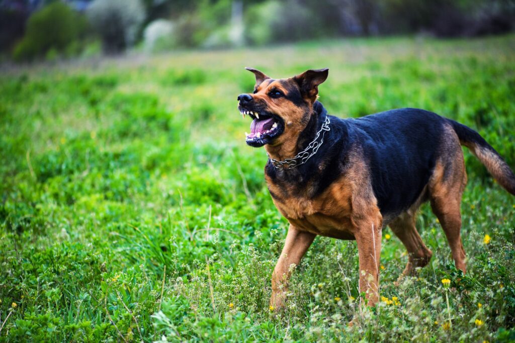 Chandler Dog Bite Injury Lawyer