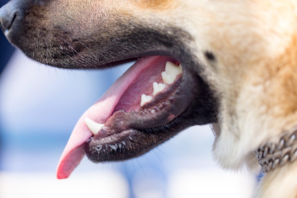 Rio Rancho Dog Bite Injury Lawyer