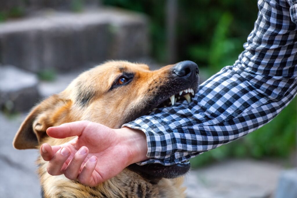 Las Vegas Dog Bite Injury Lawyers