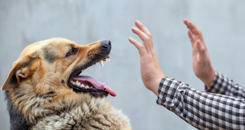 Pahrump Dog Bite Lawyer