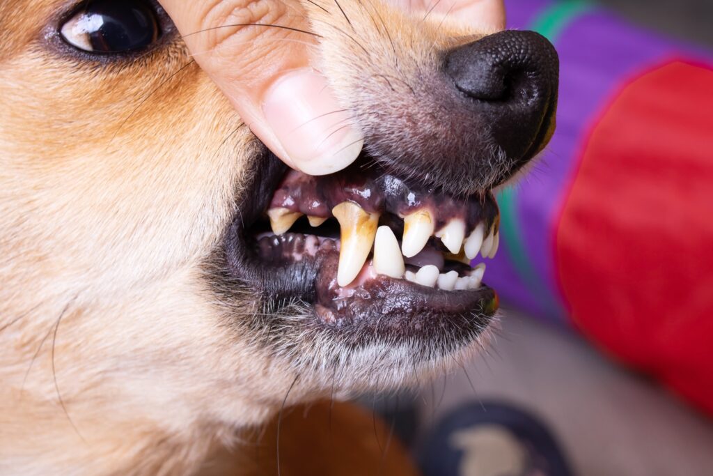 Sparks Dog Bite Injury Lawyer