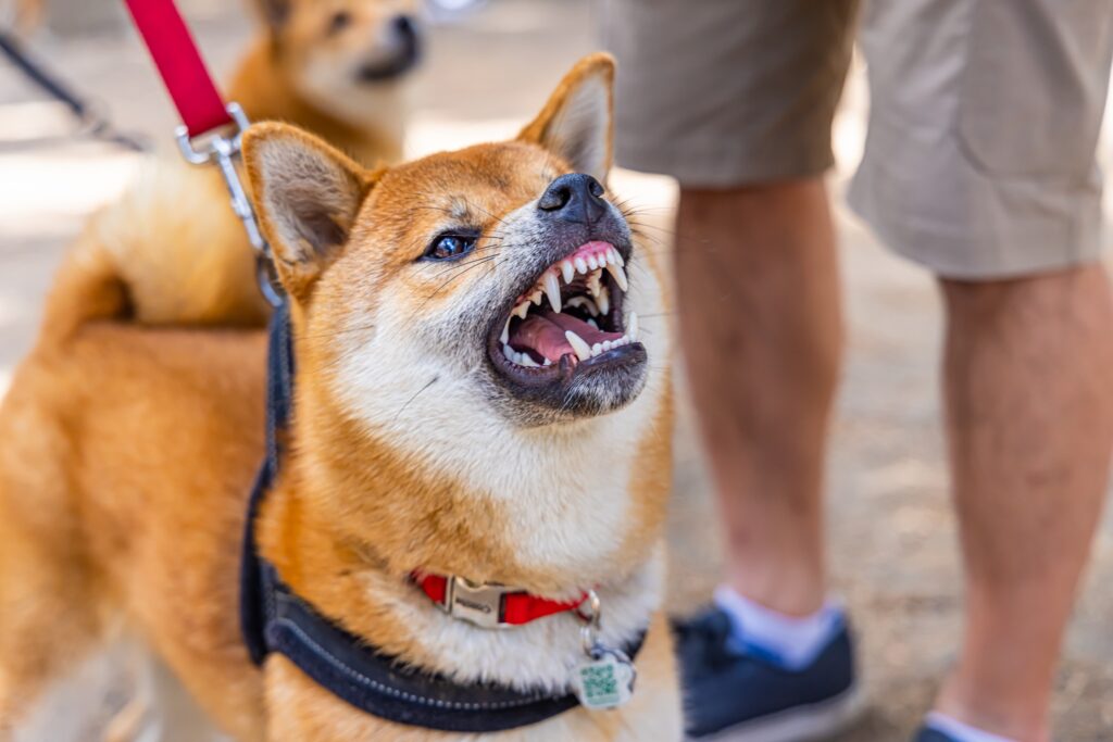 Tolleson Dog Bite Injury Lawyer 
