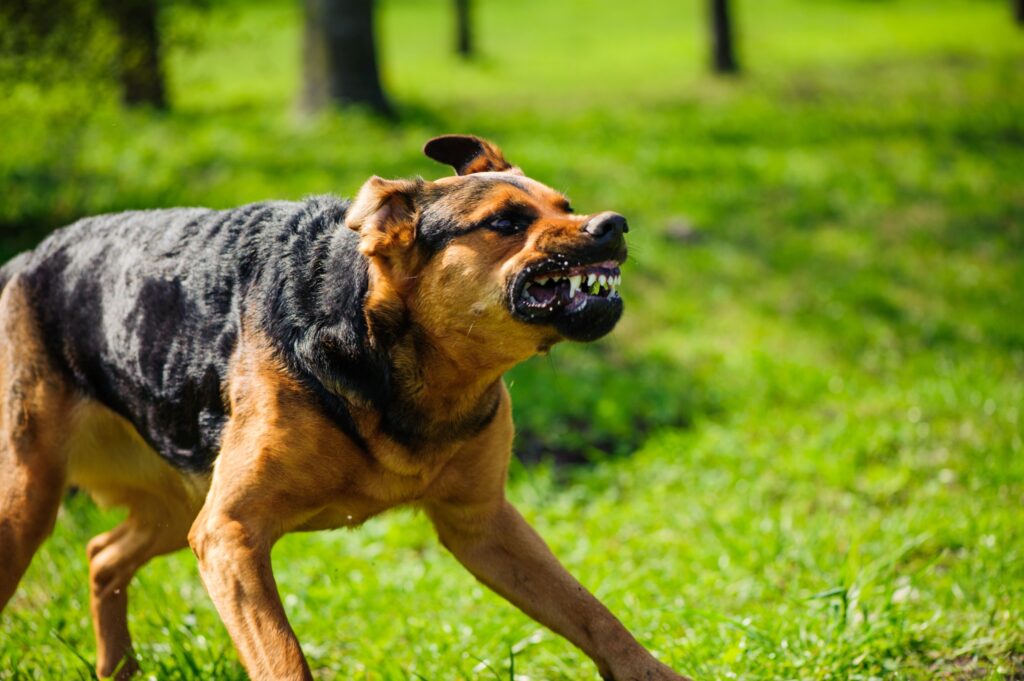 Abogado de lesiones por mordedura de perro en carson City