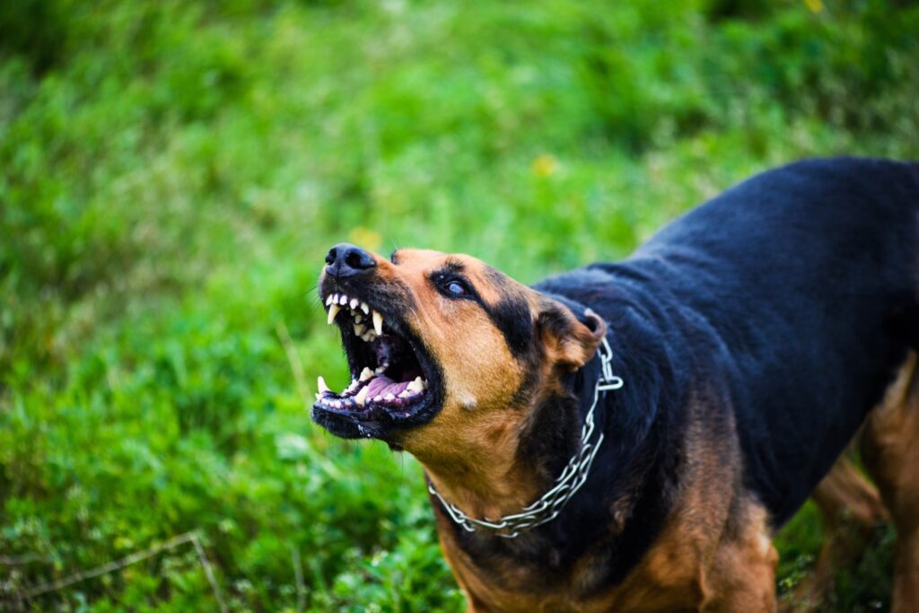 Abogados de lesiones por mordedura de perro