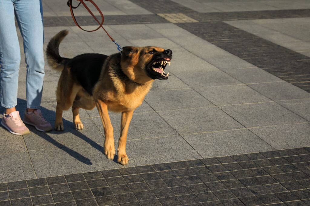Cold Springs Dog Bite Injury Lawyer