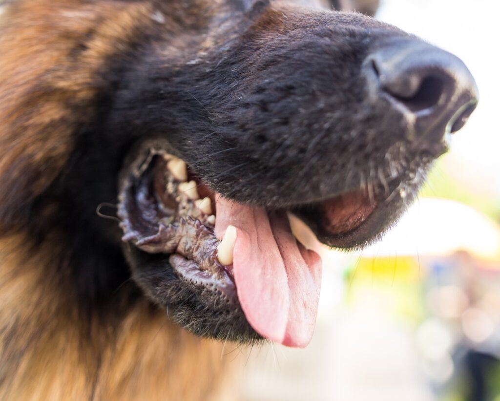 Elko Dog Bite Injury Lawyer