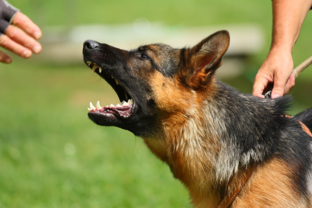 Gardnerville Dog Bite Injury Lawyer