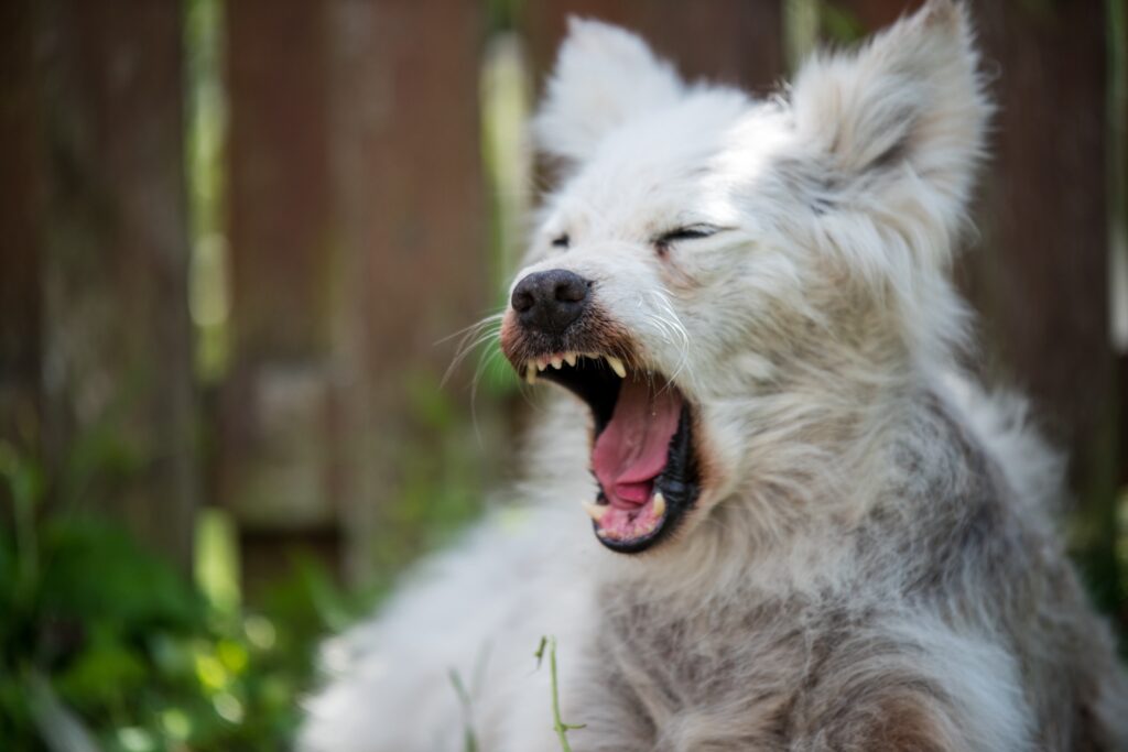 Dayton Dog Bite Injury Lawyer