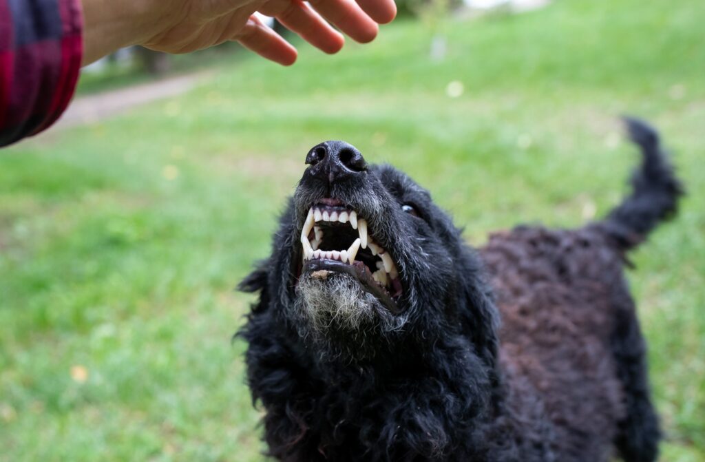 Las Cruces Dog Bite Injury Lawyer