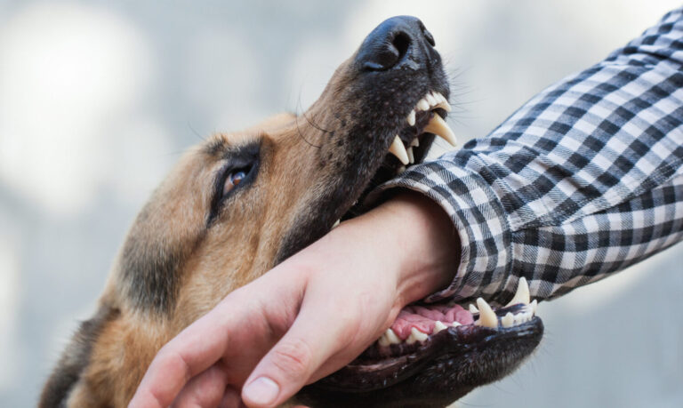 Roswell Dog Bite Injury Lawyer