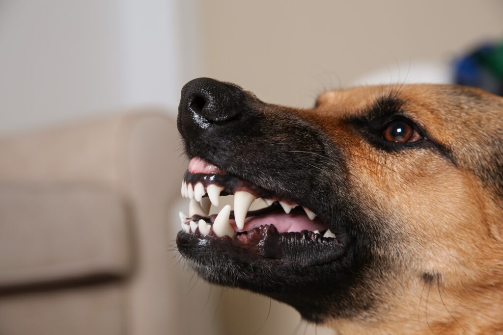 Santa Rosa Dog Bite Lawyers 
