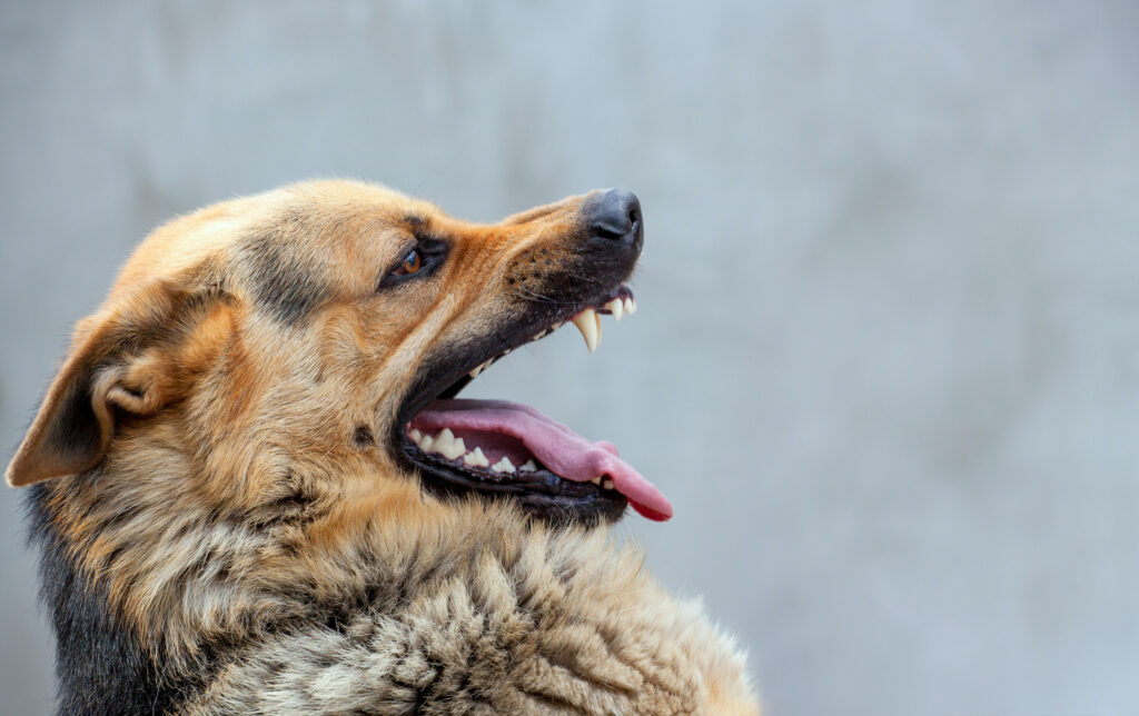 Houston Dog Bite Injury Attorneys
