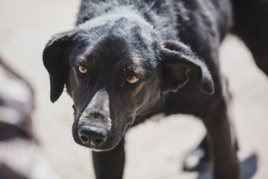 Abogados de lesiones por mordeduras de perro en Sparks