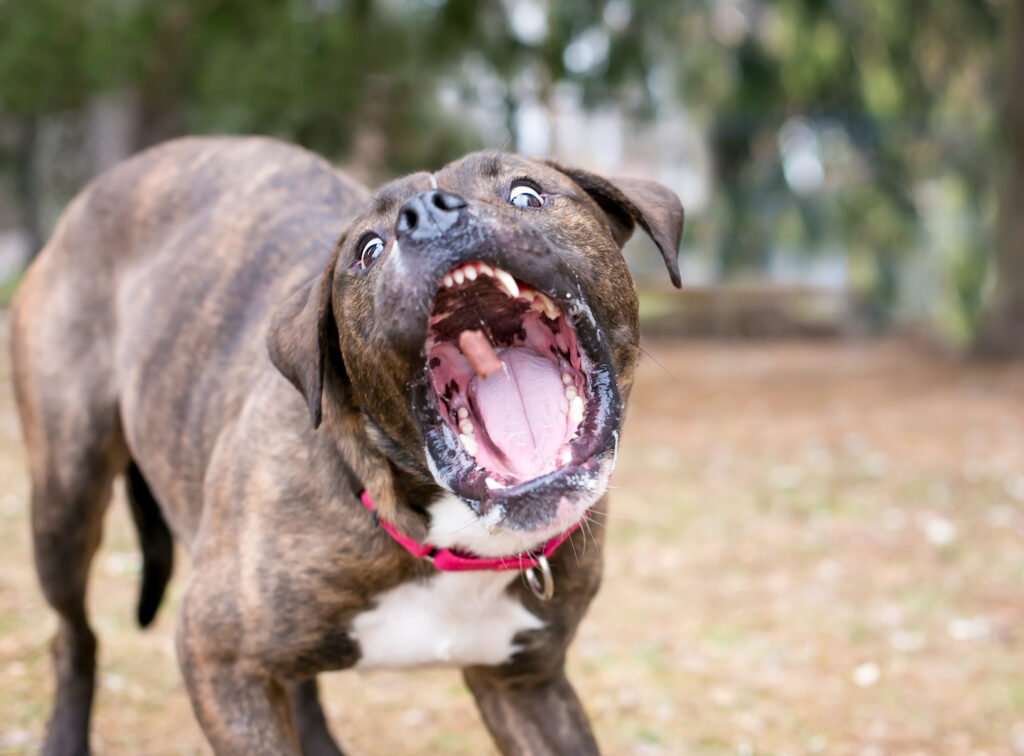Hobbs Dog Bite Injury Lawyer