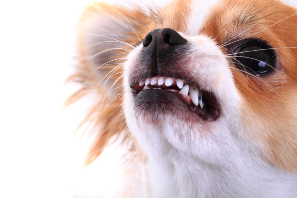 Laughlin Dog Bite Lawyer