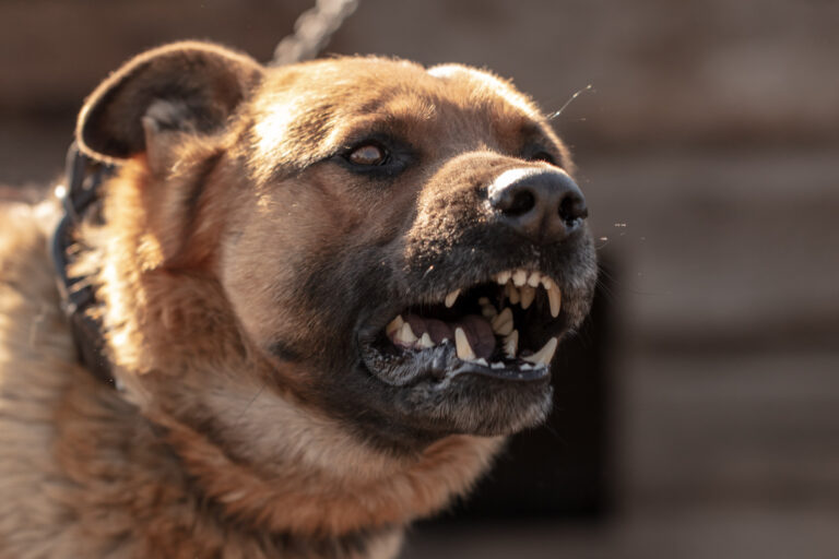 Costa Mesa Dog Bite Injury Lawyer
