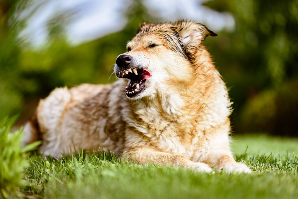 Naperville Dog Bite Injury Lawyer