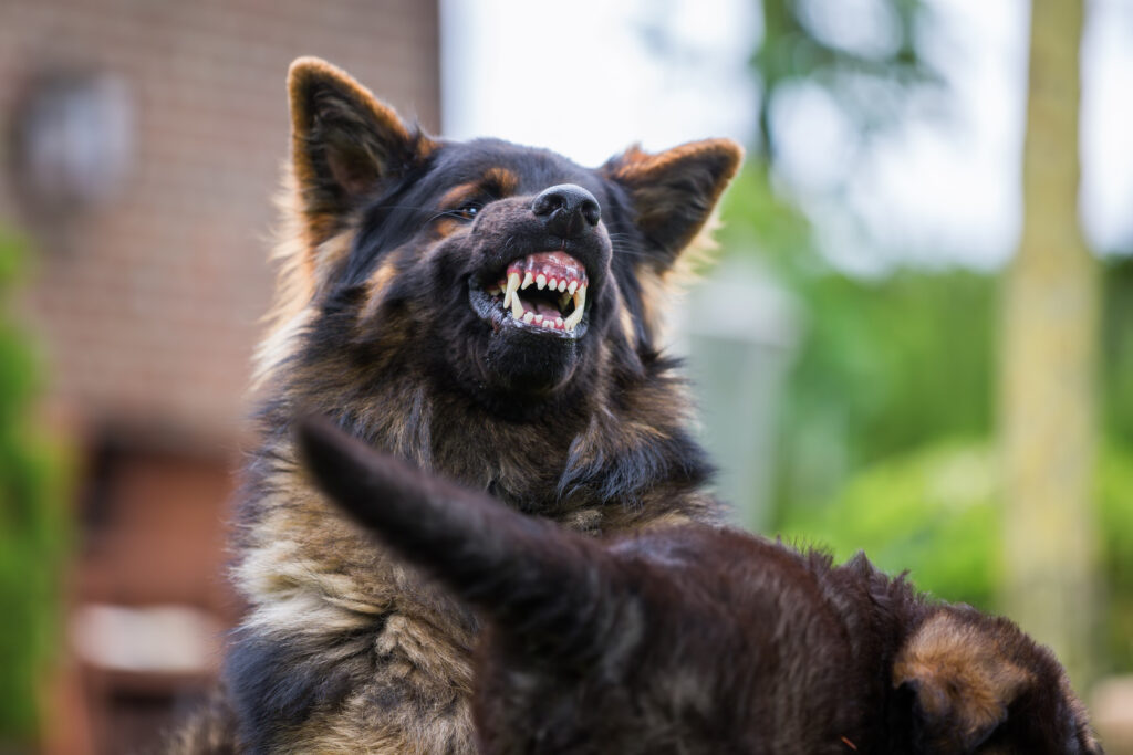 Des Plaines Dog Bite Injury Lawyer