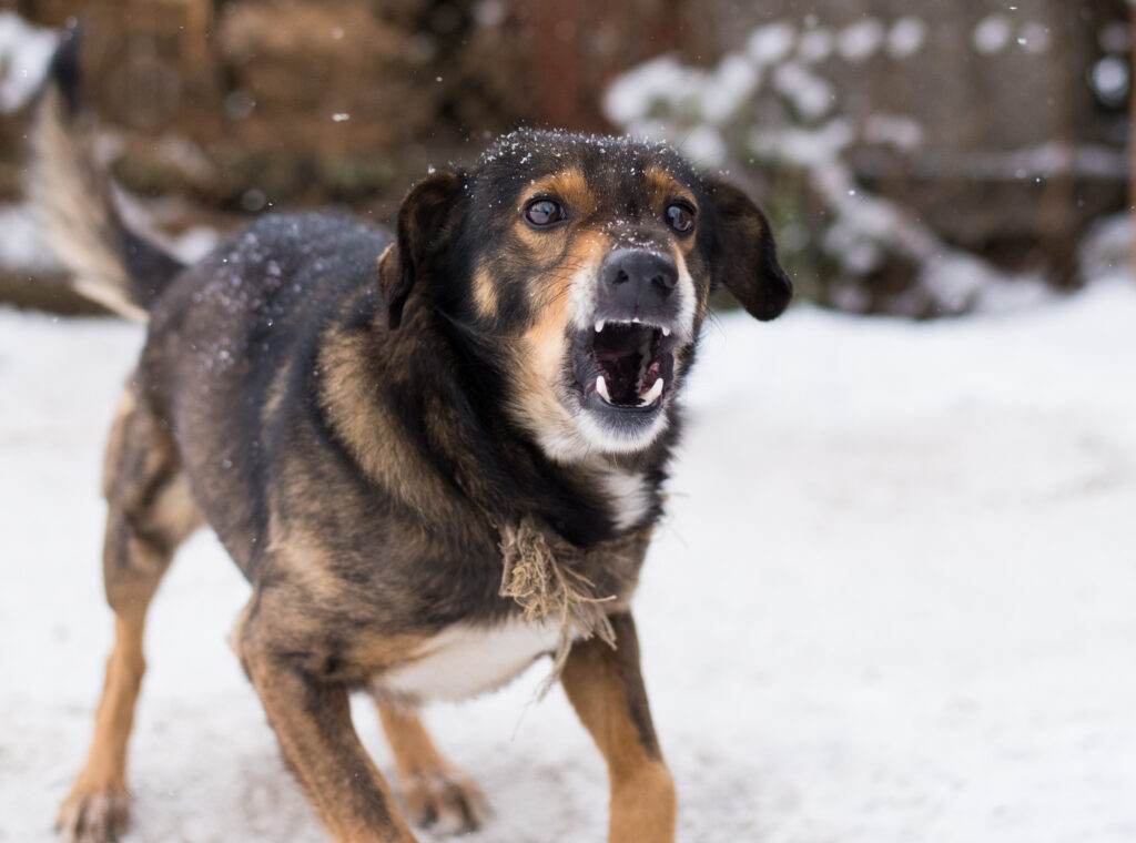 Fullerton Dog Bite Injury Lawyer