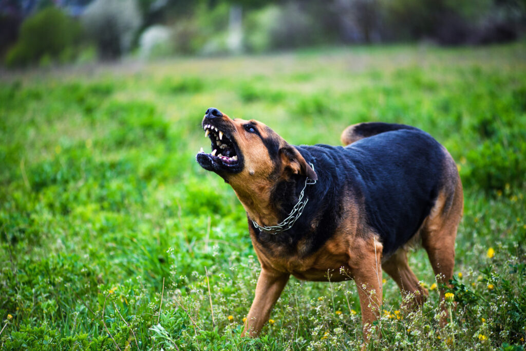 Lake Forest Dog Bite Lawyer