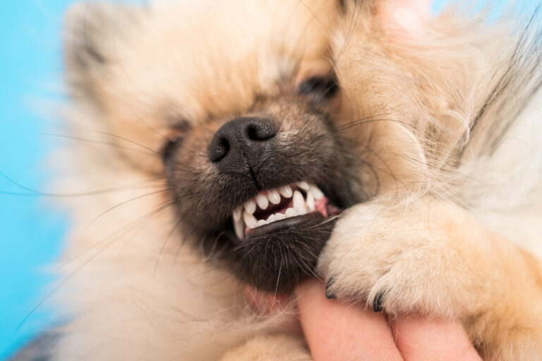 Glendale, Arizona Dog Bite Lawyer