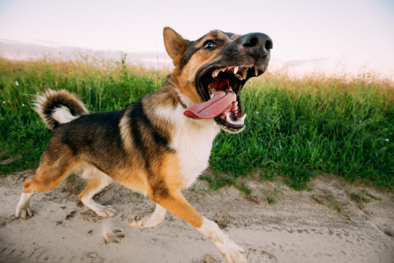 Newport Beach Dog Bite Injury Lawyer