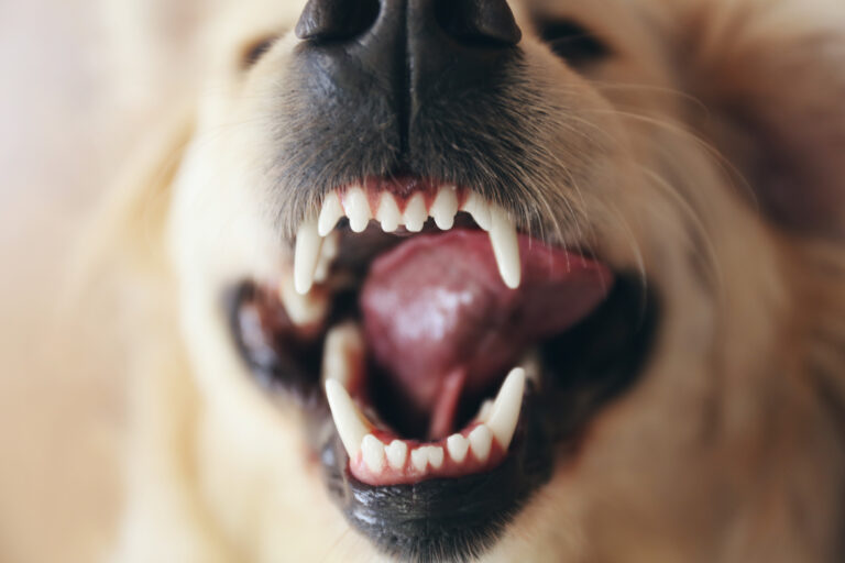 Goodyear Dog Bite Lawyer
