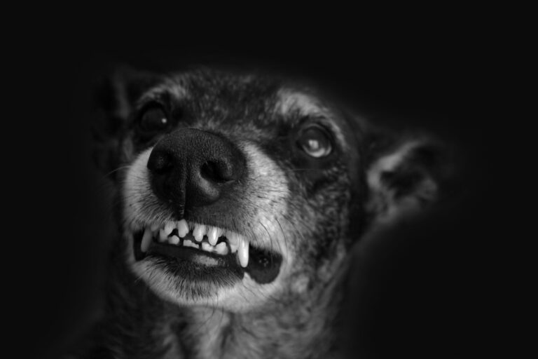 Huntington Beach Dog Bite Injury Lawyer 