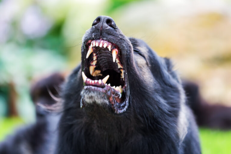 Peoria, Arizona Dog Bite Lawyer