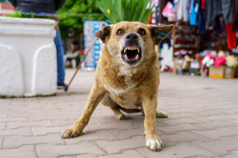 Pasadena Dog Bite Injury Lawyer