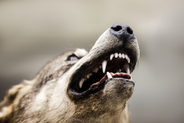 Rancho Cucamonga Dog Bite Injury Lawyer